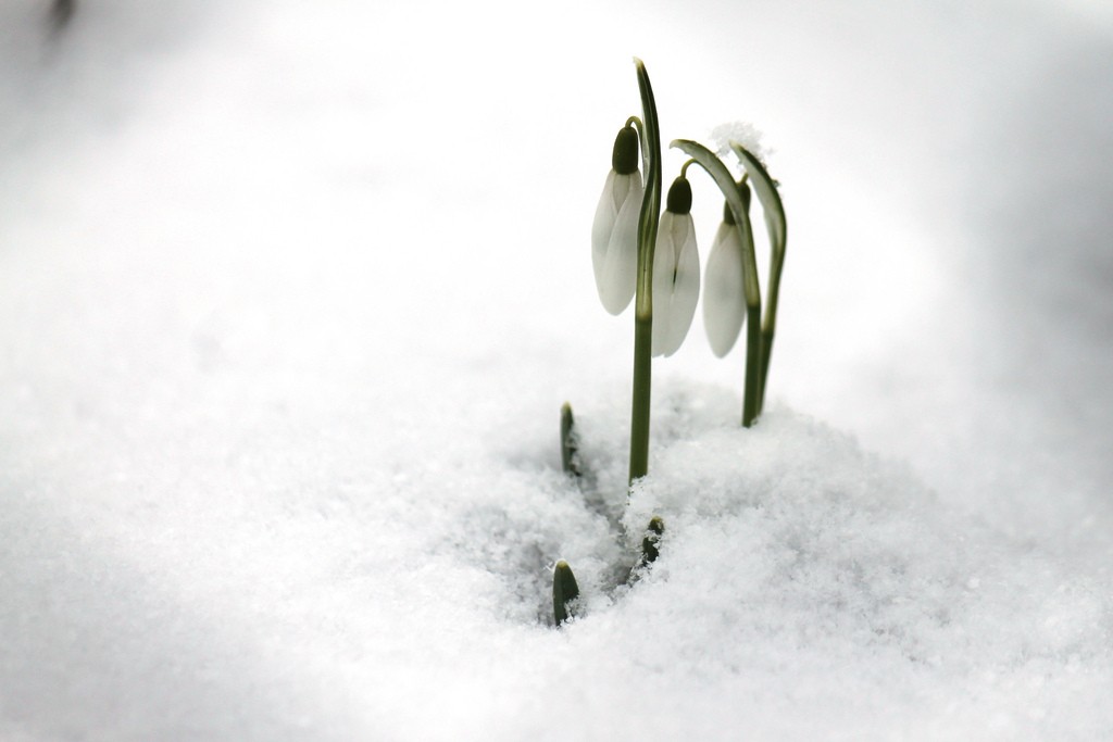 Perce-neiges © elPadawan